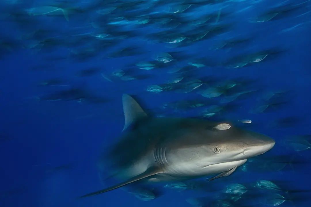 sharks are keystone species and are key to maintaining healthy oceans