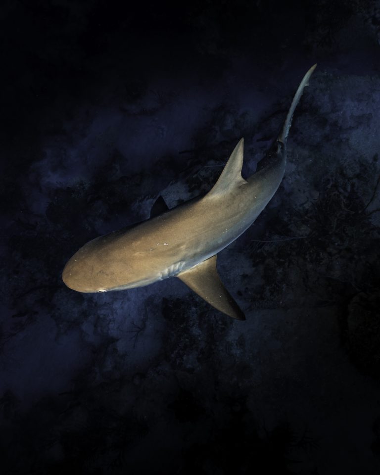 Redondeo Chedraui por los Tiburones
