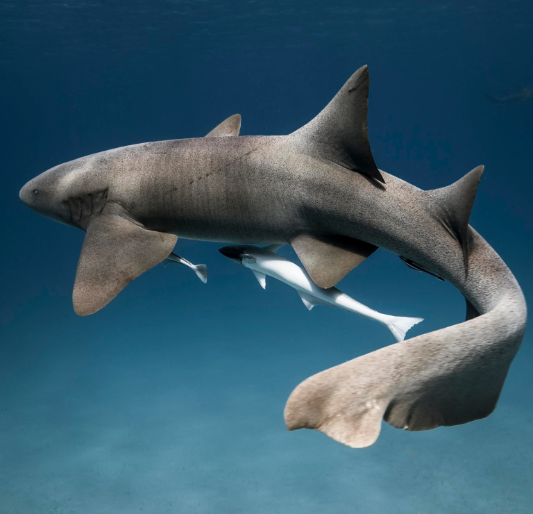 Adopta un Tiburón y protege los Océanos con Saving Our Sharks