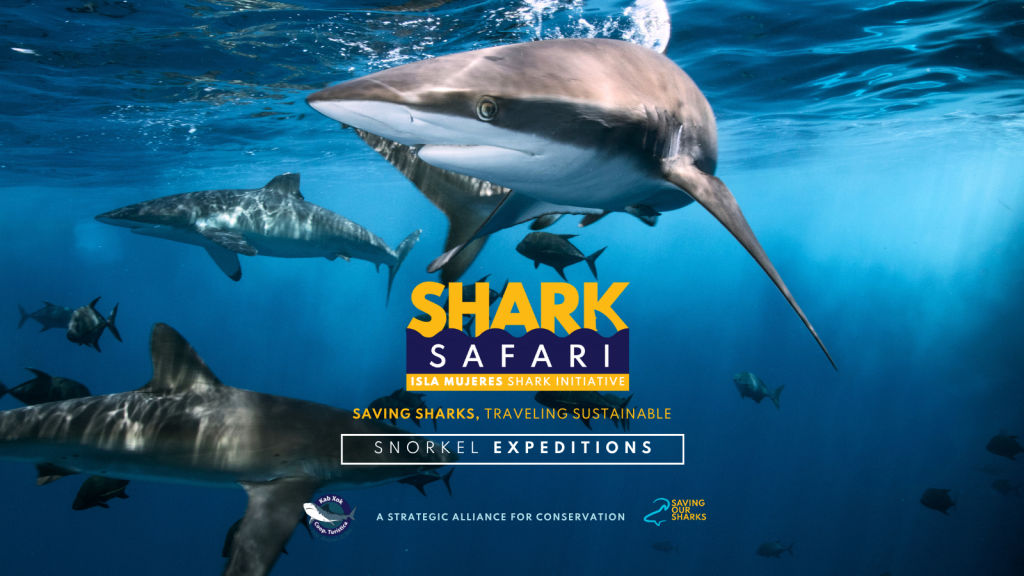 shark safari blog 2