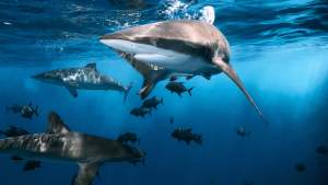 shark safari