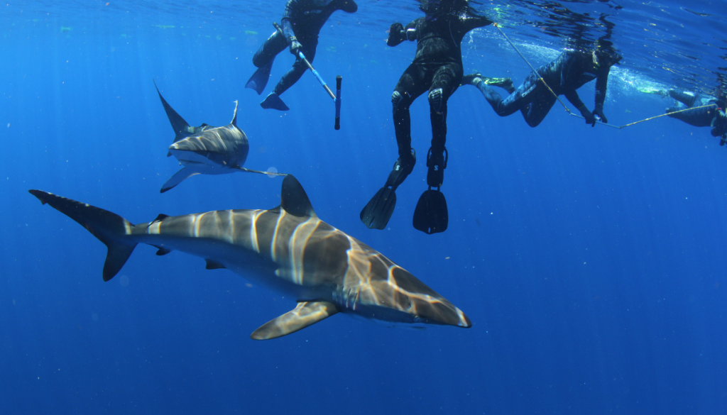 SHARK ENCOUNTER