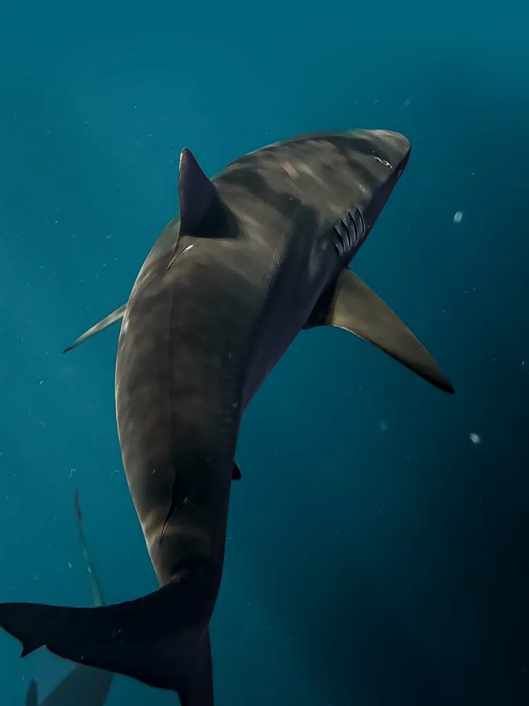 Redondeo Chedraui 2025 por los Tiburones