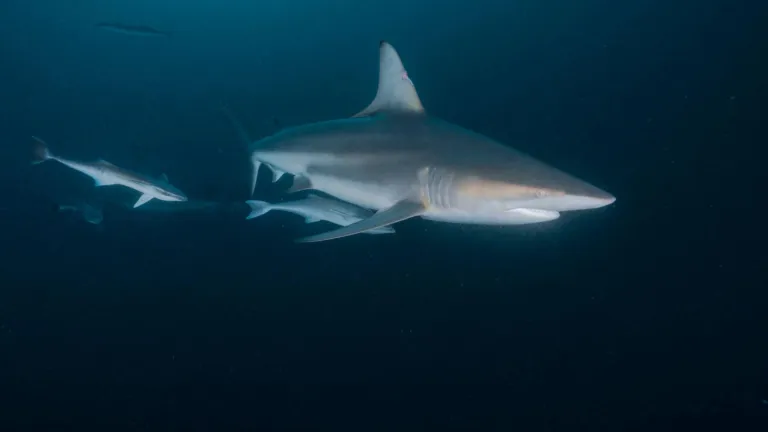 The Mexican Caribbean Is Coming Back to Life: More Sharks, More Hope