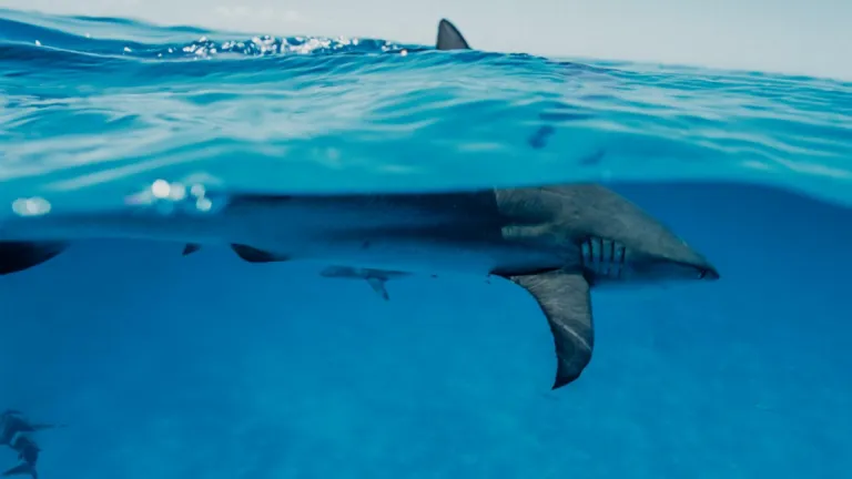 El Caribe Mexicano vuelve a llenarse de vida: más tiburones, más esperanza