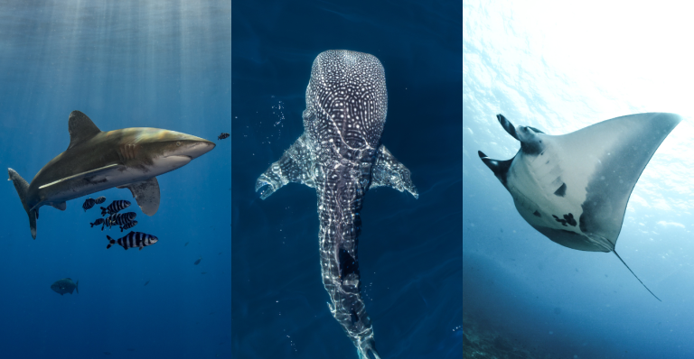 CITES 2025, un paso histórico para la conservación de tiburones y mantarrayas