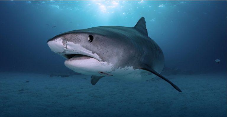 La EvoluciĂłn de la FundaciĂłn Saving Our Sharks en la ConservaciĂłn de Tiburones