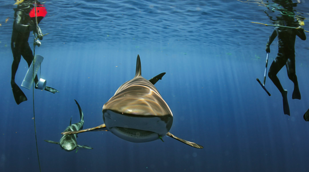 Mexican Caribbean Shark Safari