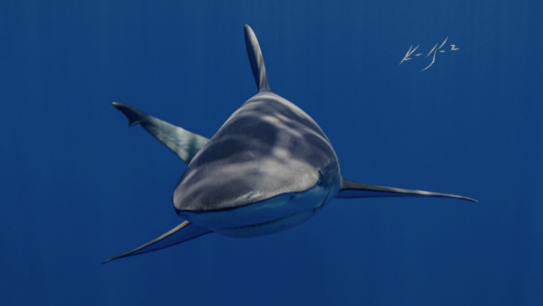 Más tiburones en 2026: el Caribe Mexicano refleja la recuperación de sus arrecifes