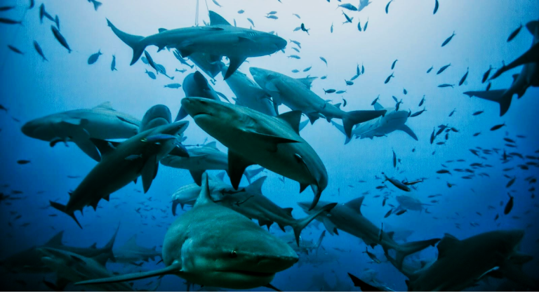 More Sharks in 2026: The Mexican Caribbean reflects the recovery of its reefs