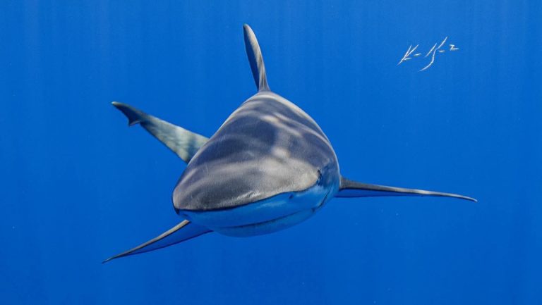 Más tiburones en 2026: el Caribe Mexicano refleja la recuperación de sus arrecifes