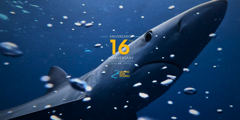 Saving Our Sharks Marks 16 Years of Transforming Lives and Protecting Sharks