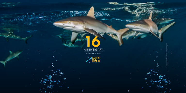 Saving Our Sharks cumple 16 años: un movimiento que transforma vidas y salva tiburones