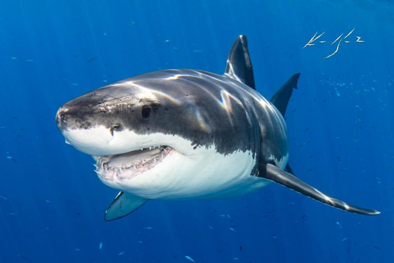 National Shark Month 2026: Mexico Unites for the Guardians of the Ocean