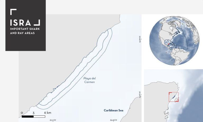 Playa del Carmen: Recognized as an Important Shark and Ray Area (ISRA)
