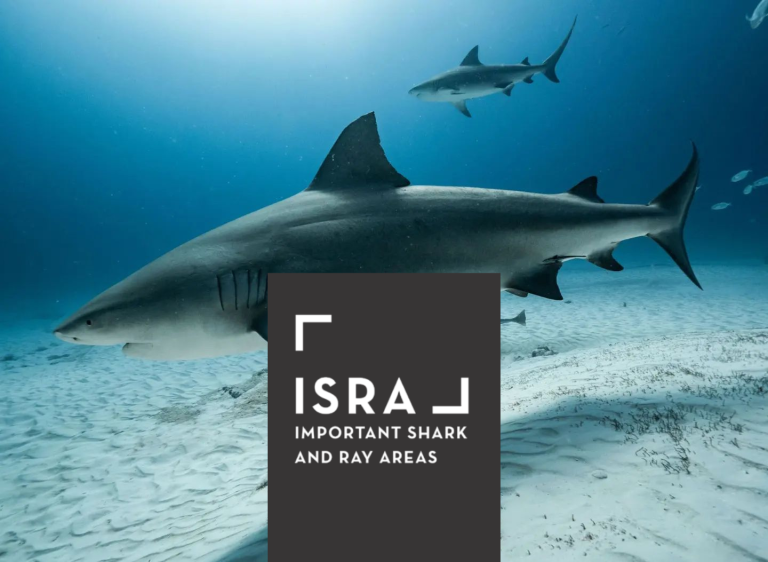 Playa del Carmen: reconocida como ISRA (Área Importante para Tiburones y Rayas)