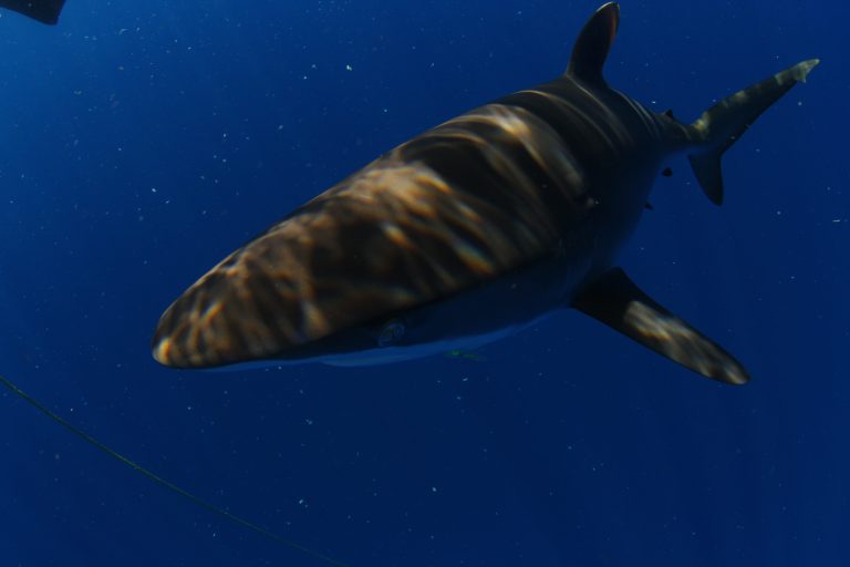 SILKY SHARK: SPECIES SPOTLIGHT